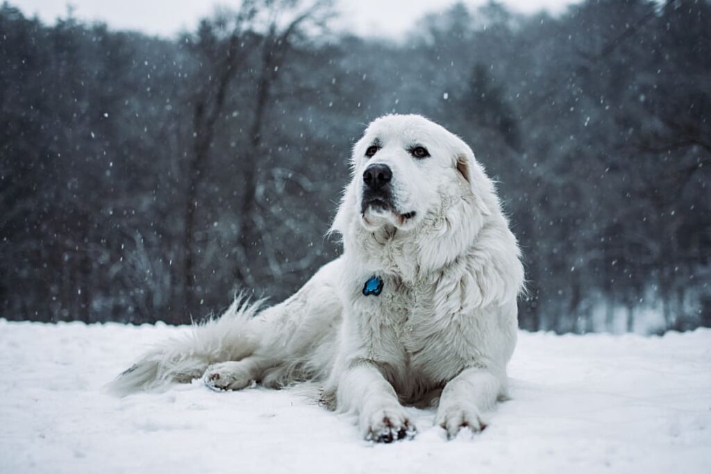 Tipps Hund Winter erkältet Immunsystem stärken